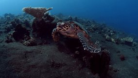 An amazing Hawksbill Turtle - Eretmochelys imbricata swims along coral reefs. Sea life of Tulamben, Bali, Indonesia.