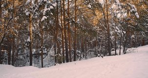 Winter hiking - 44k footage of a middle aged couple walking along a snow-covered forest. Slow motion footage.