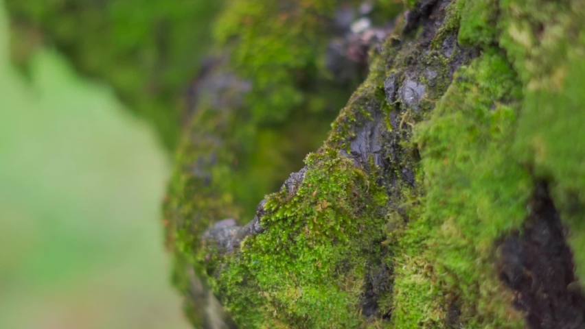 Closeup macro shot of moss on the trunk of a tree in forest during the monsoon season at Manali in Himachal Pradesh, India. Green moss get accumulated on the tree during the monsoon.  | Shutterstock HD Video #1097495799