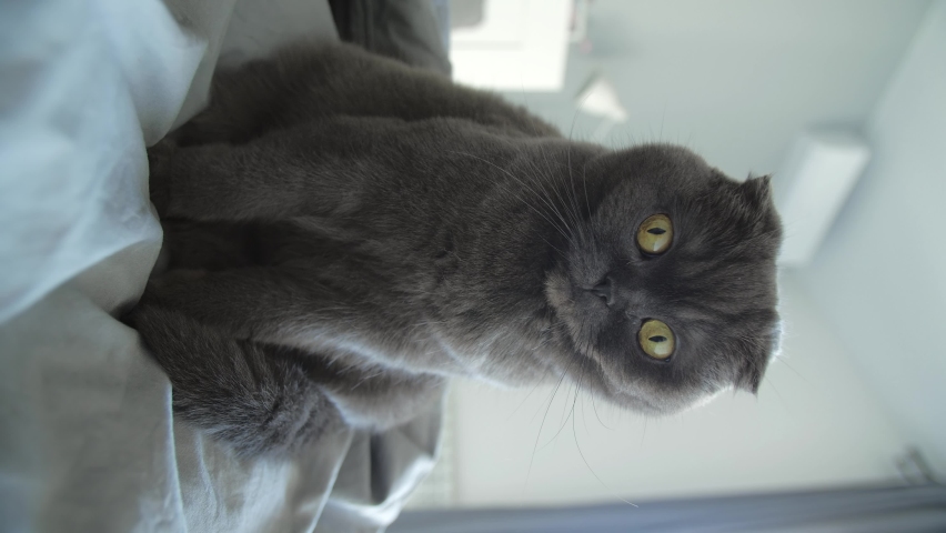 Relaxation and laziness concept. Grey cat scottish fold is sitting on the bed | Shutterstock HD Video #1097504561