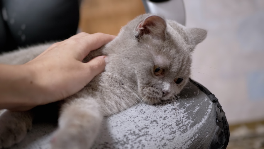 Female Hand Stroking a Tired, Sleepy Gray Domestic Cat Resting on an Armchair. Hostess touches the soft fur of the pet and scratches behind the ear. Fluffy cat falls asleep, stretches out its paws.