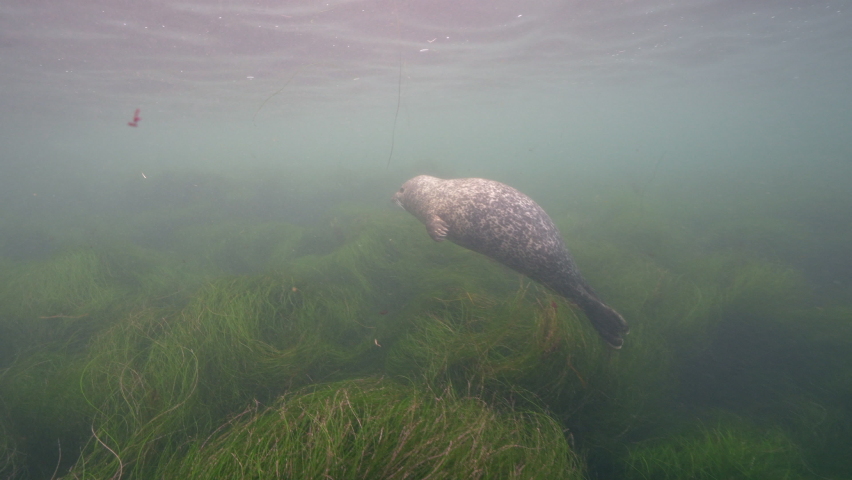 Super Slow Motion 4K 120fps: Harbor Seal in the Pacific Ocean, California, United States