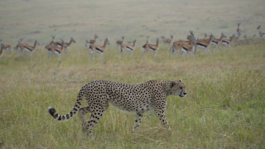 A cheetah walks past some gazelles showing no signs of hunting. Royalty-Free Stock Footage #1097511497