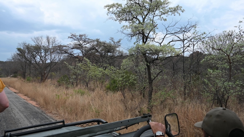 game drive in an old range rover in Zimbabwe, Africa