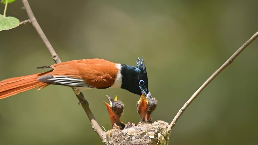 Close up film of Indian Paradise fly catcher with chicks in nest 
