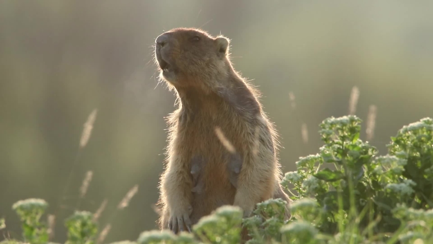 A groundhog screams near a burrow in the early morning. Marmota bobak worried. Steam is coming out of my mouth. Groundhog Day. Royalty-Free Stock Footage #1097517109