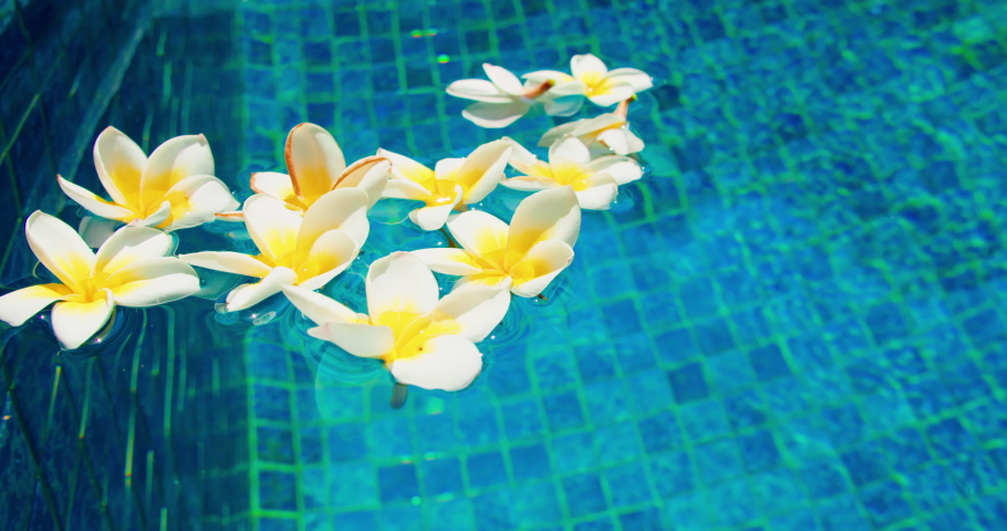 Frangipani exotic flowers in swimming pool. White plumeria floating on clear blue water surface. | Shutterstock HD Video #1097519757