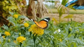 Butterfly perched on yellow marigold flower, beautiful nature