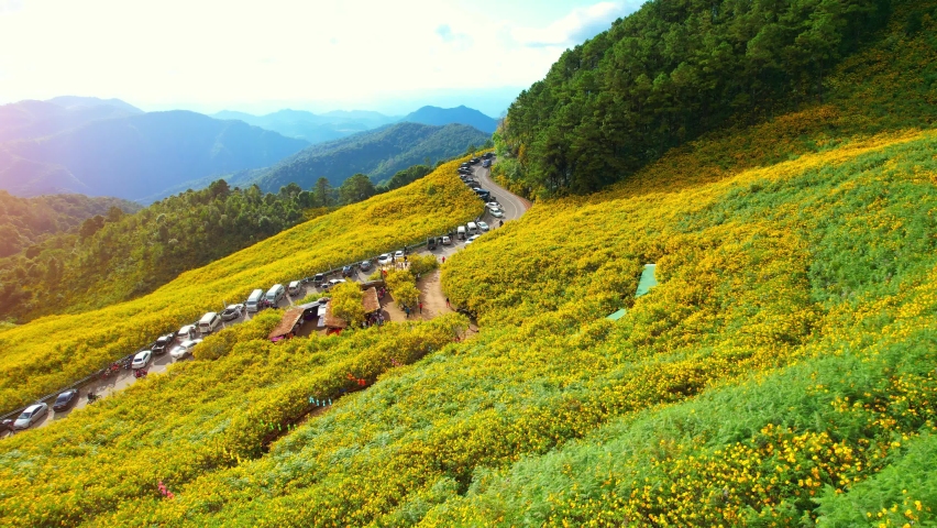Aerial view over a yellow flowers field on the middle of a high mountain during sunset, many tourists. Doi Mae-U-Kho, Mae Hong Son Province, Thailand. One of the most beautiful flower fields in Asia
 Royalty-Free Stock Footage #1097520225