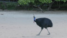 a side on clip of an adult southern cassowary walking along the beach at etty bay of queensland, australia
