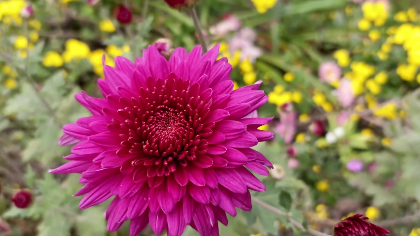 Hardy chrysanthemums in beautiful garden. | Shutterstock HD Video #1097521565