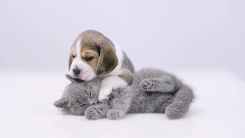 Playful Beagle puppy bites sleepy kitten Royalty-Free Stock Footage #1097522043