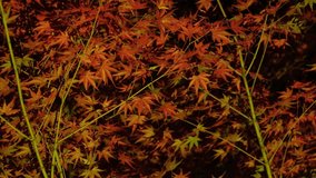KYOTO, JAPAN : View of maple leaf and tree at night. Japanese autumn leaves and winter season concept video. Abstract background image shot.