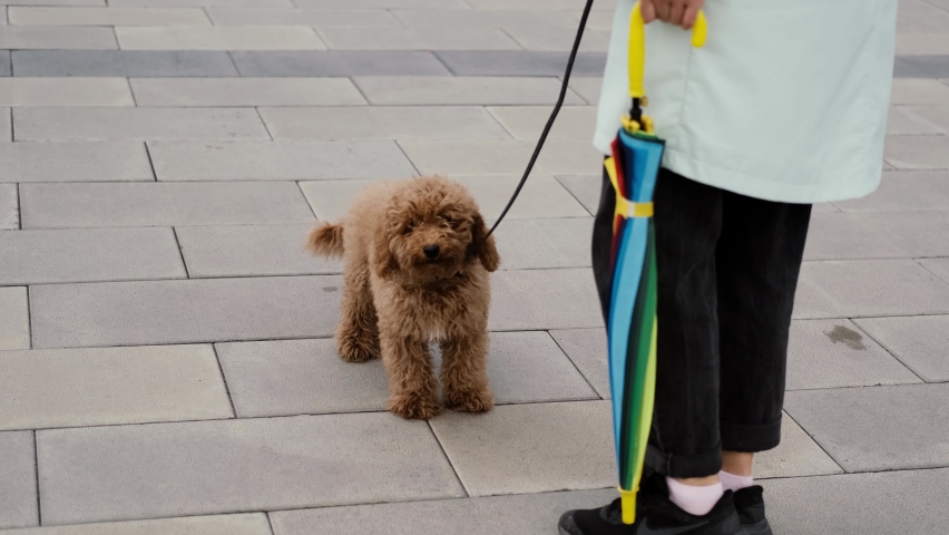 A dog walker walks with his pet on a leash while walking on a street sidewalk. Happy woman and her dog on a daytime walk.