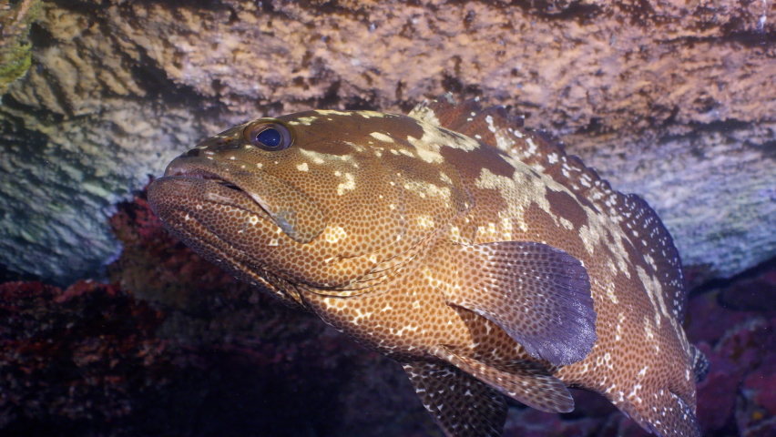 Close up shot of large camouflage grouper under corals | Shutterstock HD Video #1097526731