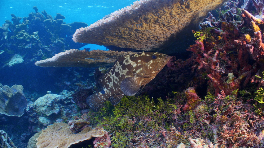 Large Grouper rests under corals on tropical reef in Pacific Ocean | Shutterstock HD Video #1097526767