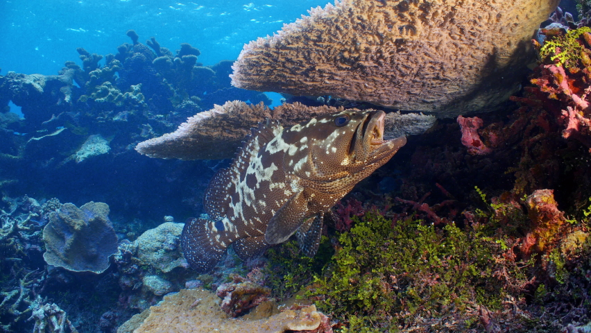 Large Grouper rests under corals on tropical reef in Pacific Ocean | Shutterstock HD Video #1097526769