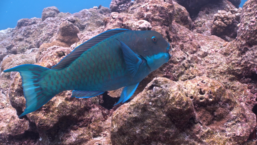 Parrotfish feeds on corals on tropical reef in Pacific Ocean | Shutterstock HD Video #1097527051