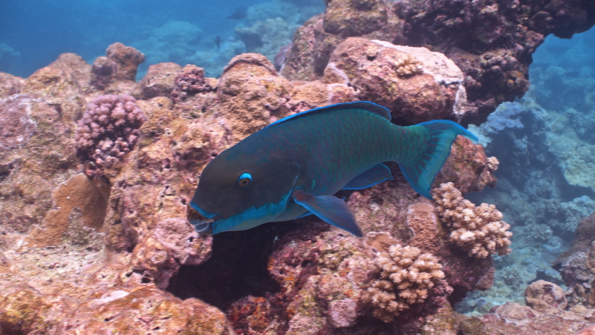Parrotfish feeds on corals on tropical reef in Pacific Ocean | Shutterstock HD Video #1097527053