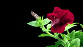 Time lapse of beautiful red petunia flower blooming, black background. close-up. Viva magenta. Color trends