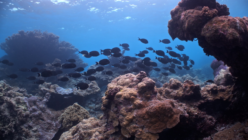 School of black fish swim over tropical coral reef | Shutterstock HD Video #1097527381