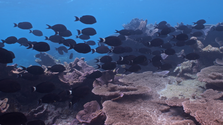 School of black fish swim over tropical coral reef | Shutterstock HD Video #1097527383