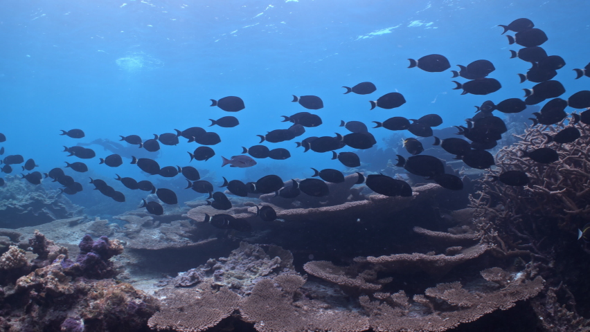 School of black fish swim over tropical coral reef | Shutterstock HD Video #1097527385