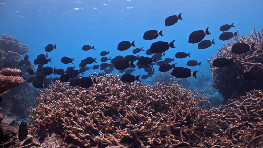 School of black fish swim over tropical coral reef | Shutterstock HD Video #1097527387