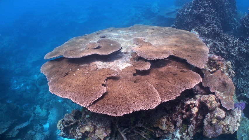 Underwater shot revealing large table coral on pristine Pacific Ocean reef | Shutterstock HD Video #1097527449