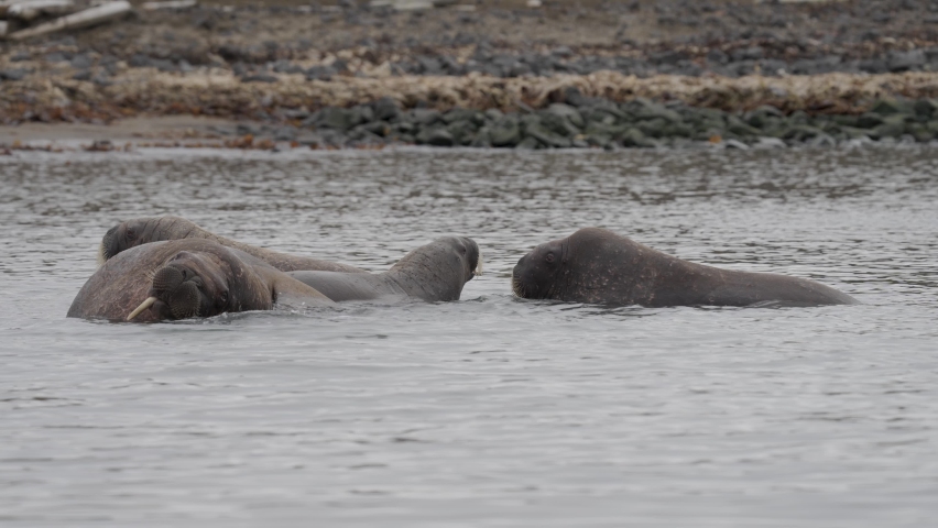 Walrus herd in the water, Svalbard
Beautiful shot from north pole Spitsbergen, Svalbard Norway,2022, sunset
