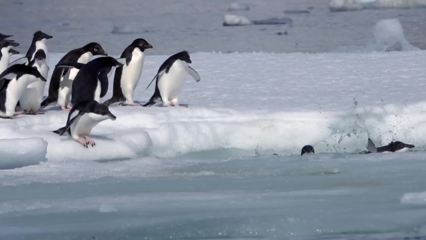 Adelie Penguins jumping from floating iceberg in the sea
Adelie Penguins going out for a swim, Antarctic Peninsula, Medium shot, 2022
 Royalty-Free Stock Footage #1097528017