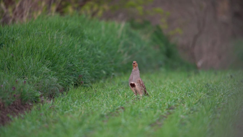 Grey partridge during mating call. Partridge on the springfield. European nature. Rare grey bird on the meadow.  | Shutterstock HD Video #1097528453