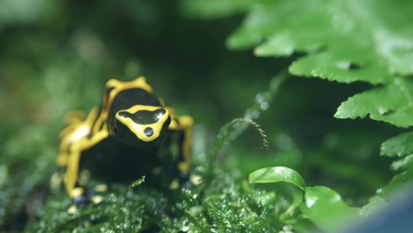 Frog Bright Yellow With Black Spots. Latin Phyllobates Bicolor. | Shutterstock HD Video #1097529385