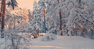 Video of a female tourist walking along a snow-covered forest. Winter hiking. Back view. 4k slow motion.