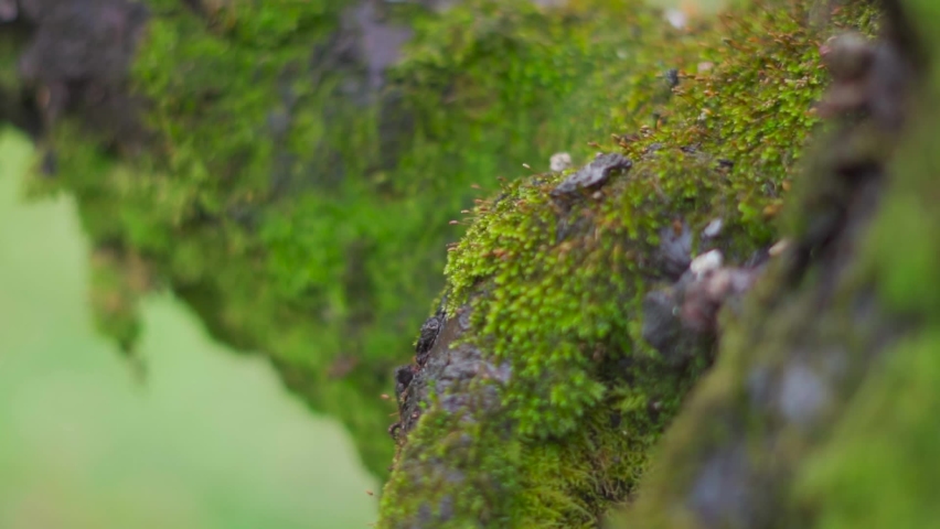 Closeup macro shot of moss on the trunk of a tree in forest during the monsoon season at Manali in Himachal Pradesh, India. Green moss get accumulated on the tree during the monsoon.  | Shutterstock HD Video #1097533039