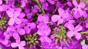 Purple Dame's Rocket flowers, Hesperis matronalis, night violet. Side view. Extrem close-up. Loop motion. Rotation 360. 4K UHD video footage 3840X2160.