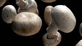 Super close-up of the champion mushrooms falling diagonally on the black background in slow motion - Powered by Shutterstock - Get 15% off with code: PIKWIZARD15