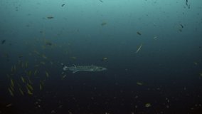 Giant barracuda in 4k while scuba diving in Koh lipe, Thailand 