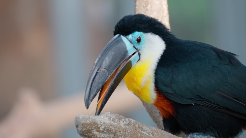 Head Close-up of Channel-billed Toucan, Ramphastos vitellinus, trying to Bite Large Stone - Bird Behavior