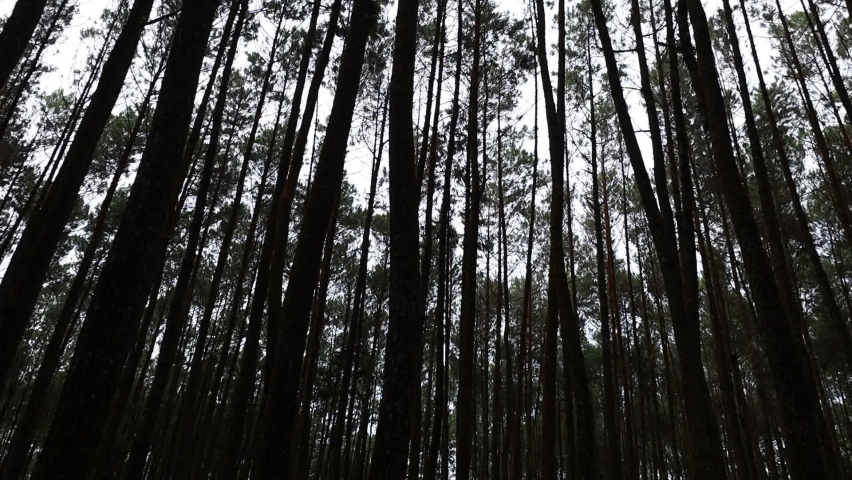 Trees in a dark pine forest during the day. Panning shot | Shutterstock HD Video #1097550289