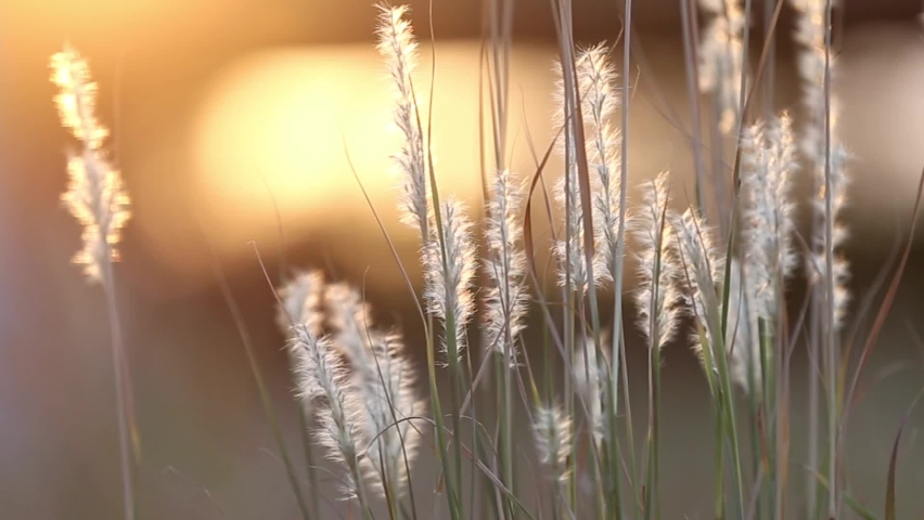 Pulling away from isolated back-lit fuzzy heads of wild grasses. Glowing sunset spot in the top left of the frame. Grass blowing slightly in the wind. | Shutterstock HD Video #1097550643