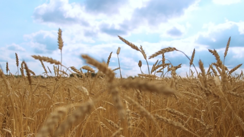 Wheat field, ears of wheat swaying from the gentle wind. | Shutterstock HD Video #1097551675