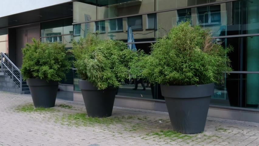 Large ornamental vases of green plants in gray pots outside near the building are developing in the wind. | Shutterstock HD Video #1097556135