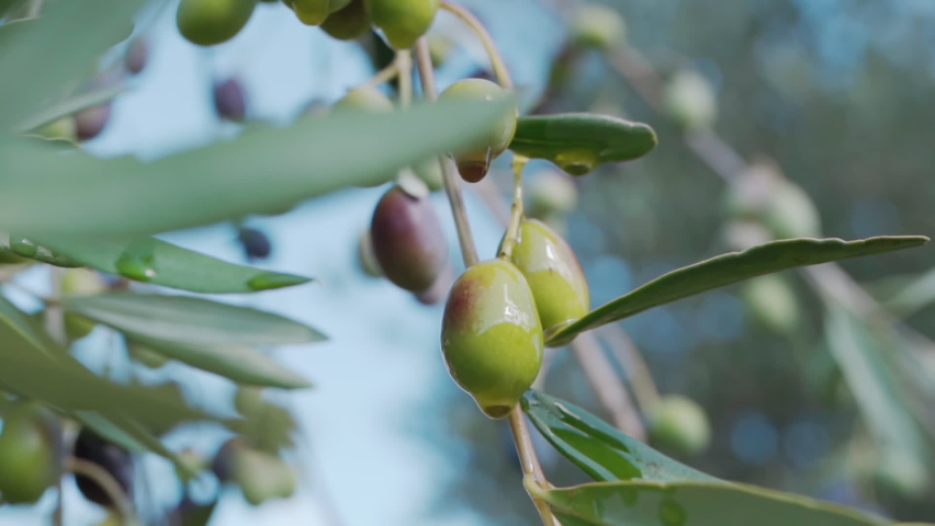 Fresh olive oil in beauty industry and cosmetology, golden olive oil dropping from the growing black and green olives to the ground. Olive oil production, benefits of seasonal harvest from olive trees | Shutterstock HD Video #1097557137