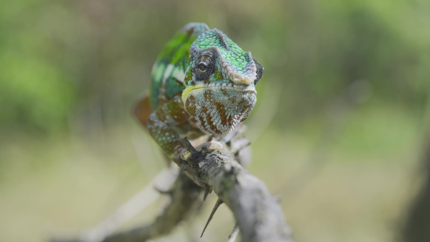 Frontal portrait of bright chameleon walking along tree branch approaching the cameron green trees background. Panther chameleon (Furcifer pardalis)
 Royalty-Free Stock Footage #1097557327