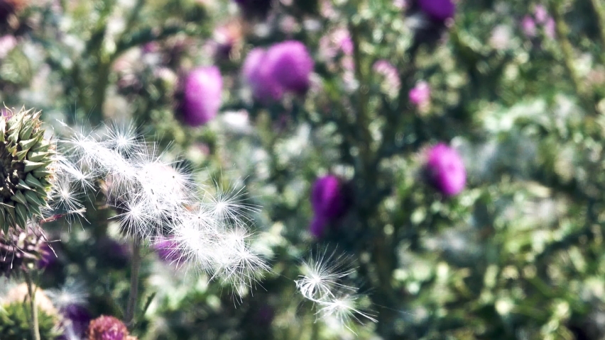 An interesting video and a good example of spreading plant seeds dissemination by wind (anemochory). Thistle pappus seeds interlocked in a white ribbon that waved in the wind | Shutterstock HD Video #1097558335