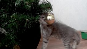 Little curious funny striped gray kitten plays with a golden ball and toys on the Christmas tree. The cat is chewing on the Christmas tree. Christmas for pets. white background