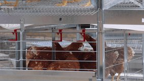 Brown Chickens Birds in Multi Level Wire Cage at Poultry Farming