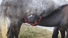 Newborn Black Foal Horse Sucking Mare Mother in Stable
