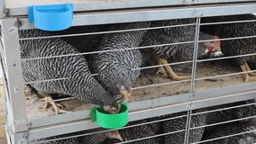 Crowded Chickens Drinking Water in Small Cage Poultry Farming